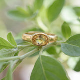 A gold ring with a large oval-shaped gemstone is displayed on a branch with green leaves.